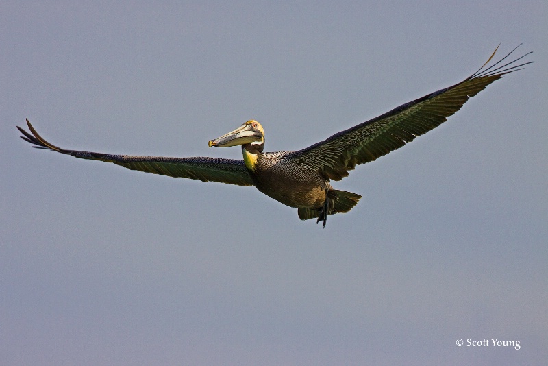 Pelican Flight; Fort DeSoto, Tierra Verde, Fla. - ID: 8150523 © Richard S. Young