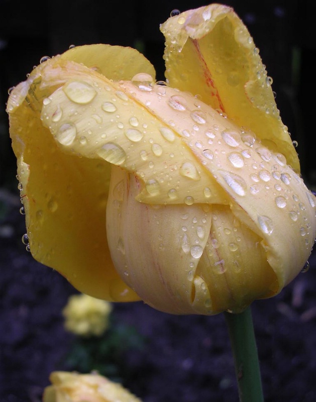 Rain on Tulip