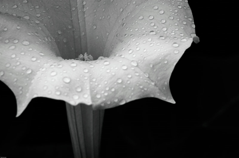 Desaturated Lily