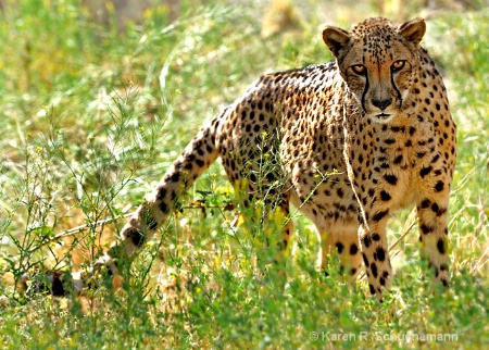 Cheetah in the Grass