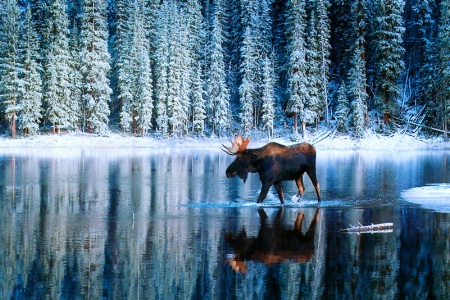 Moose crossing
