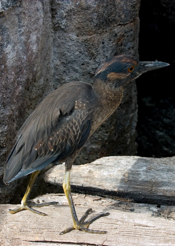 Yellow-Crested Night Heron - ID: 8159653 © ROSALIND S. STEWART