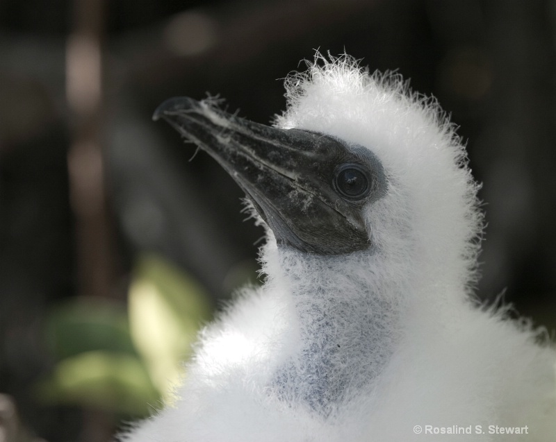 Booby Chick - ID: 8159672 © ROSALIND S. STEWART