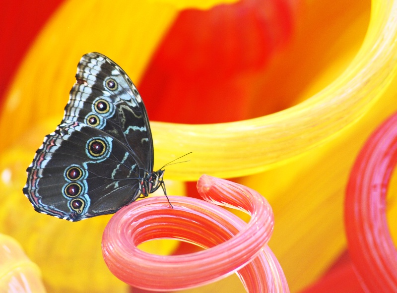 Morpho on Chihuly