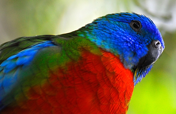 RGB bird