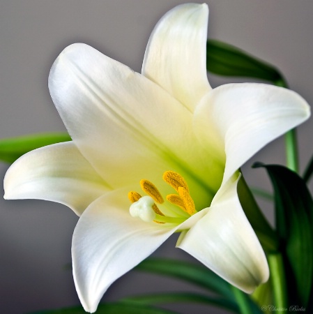 Easter Lily