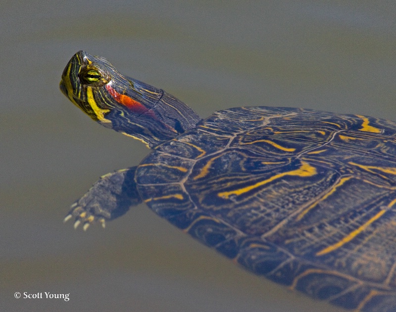Box Turtle, Norfolk Botanical Gardens - ID: 8162499 © Richard S. Young