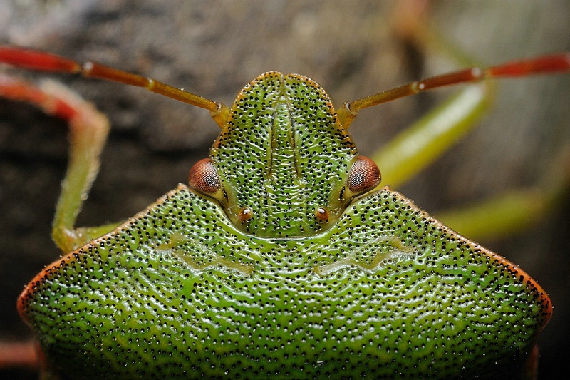 shieldbug