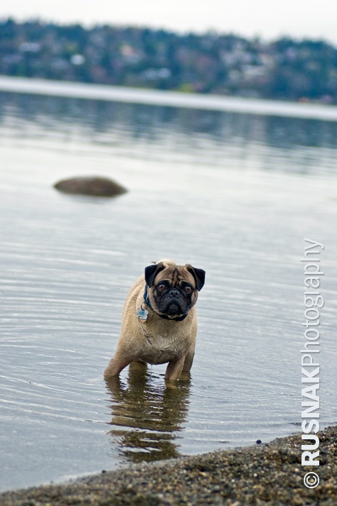 Creature From Pug Lagoon