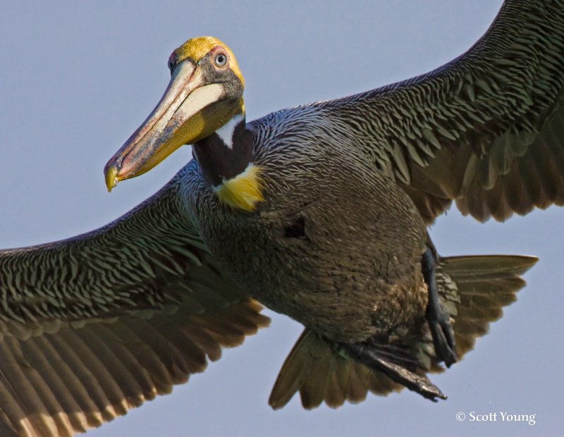Brown Pelican; Ft. DeSoto, Tierra Verde, FL - ID: 8162864 © Richard S. Young