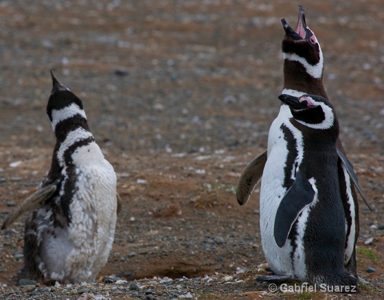 pinguinos discutiendo