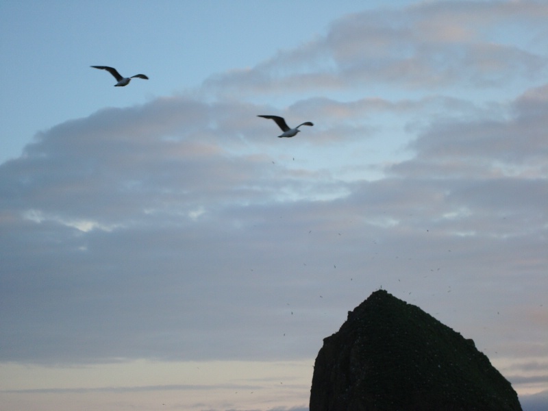 cannon beach gulls
