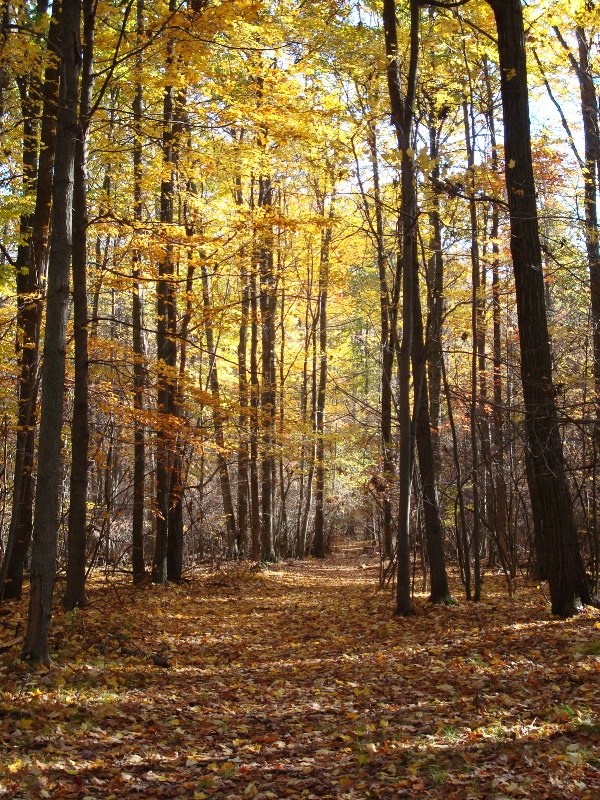 fall in deerfield woods
