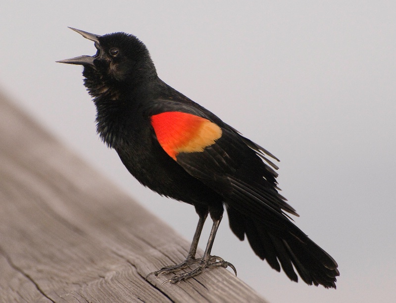 Singing Male Red Winged Black Bird  