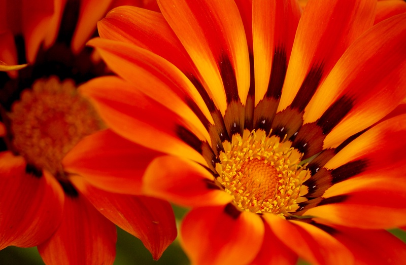 Gazania Glow