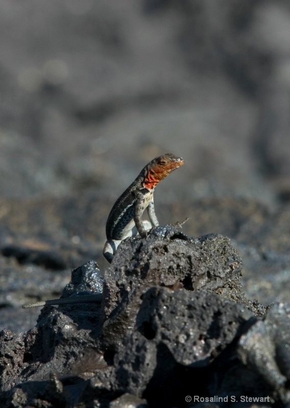 Lava Lizard - ID: 8166115 © ROSALIND S. STEWART