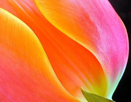 Tulip Time