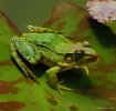 Handsome Frog..