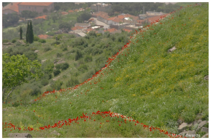 Red Poppie Field in Turkey