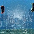 © Carlos R. Naya PhotoID # 8169387: Kite Surfing In Biscayne Bay.