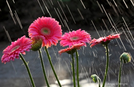 Raining on Gerbera daisies
