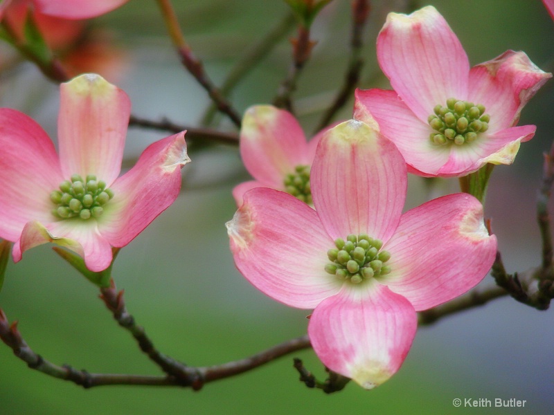 tickled pink