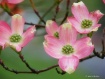 tickled pink