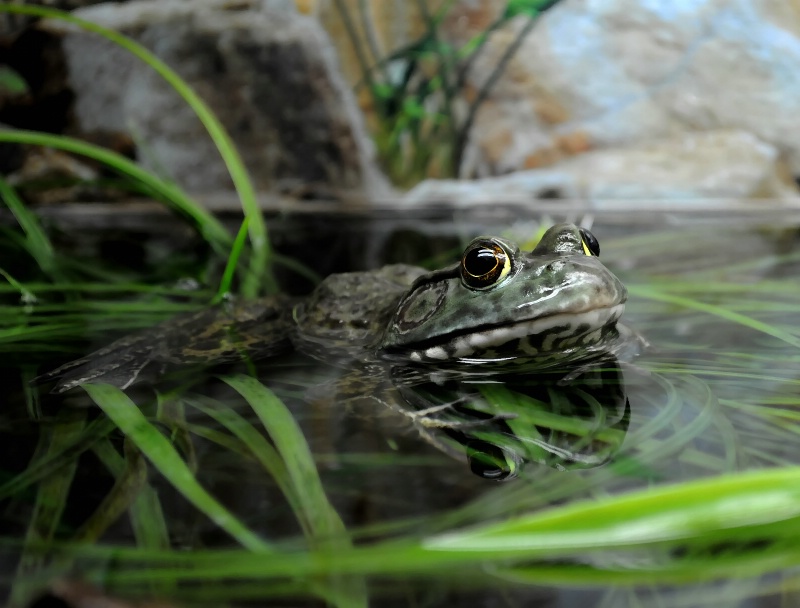 Green Frog