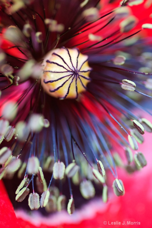 Oriental Poppy - ID: 8171053 © Leslie J. Morris