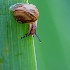 © Leslie J. Morris PhotoID # 8171054: Snail