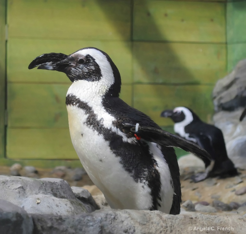 African Penguin