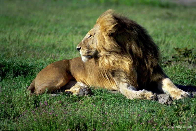 Serengeti Lion