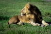 Serengeti Lion
