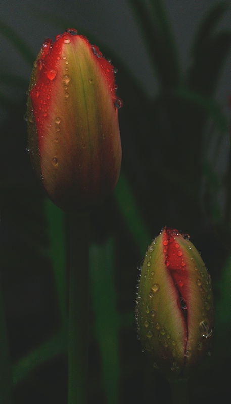 Tulips at dusk in an April shower