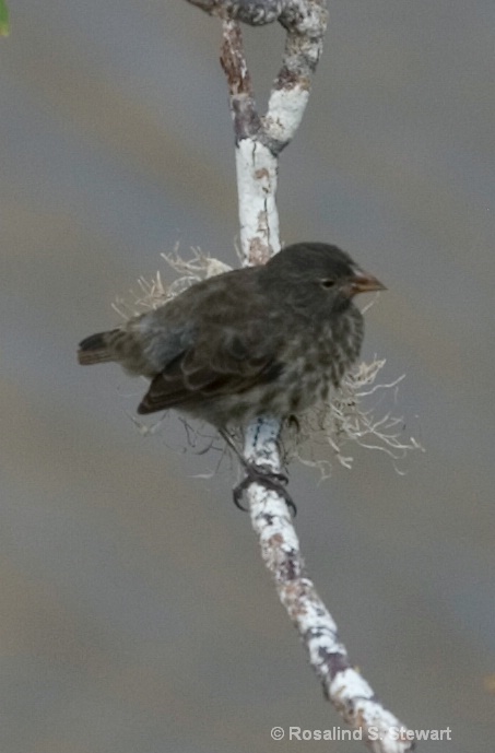 Darwin Finch - ID: 8174927 © ROSALIND S. STEWART