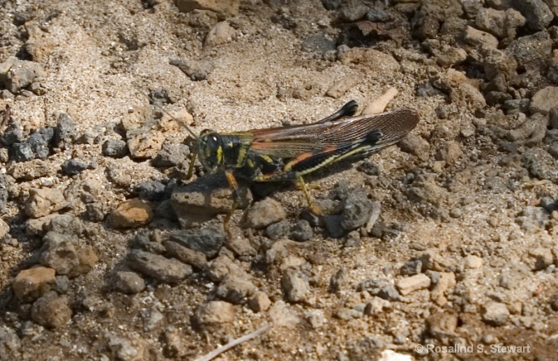 Cricket - ID: 8174928 © ROSALIND S. STEWART