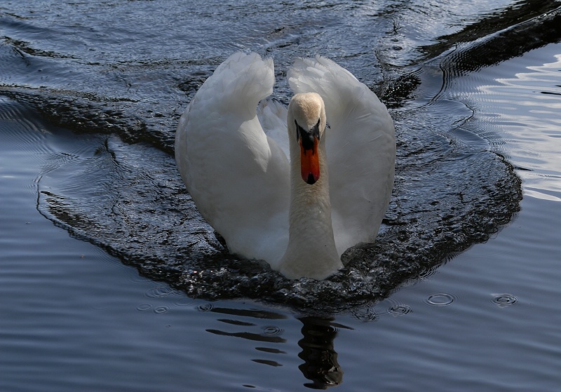 Swan or Ugly Duckling