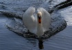 Swan or Ugly Duck...