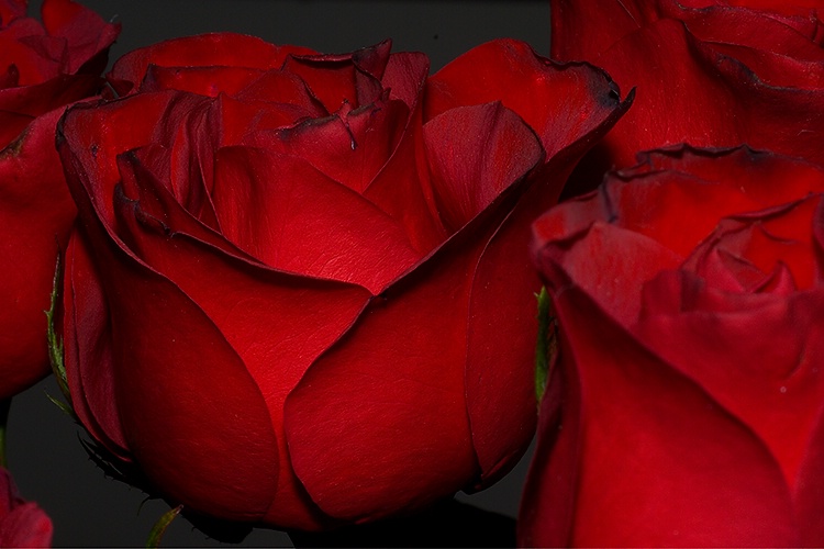 rosas para Olga Laura