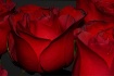rosas para Olga L...