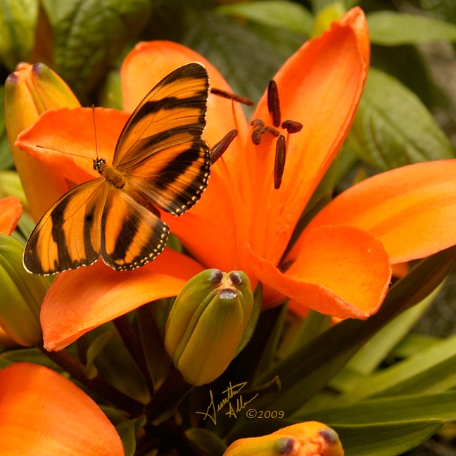 Orange Tiger Butterfly on Lily