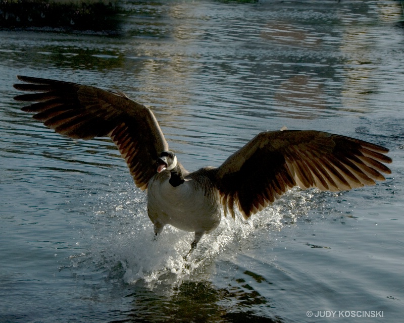 flying canadian goose