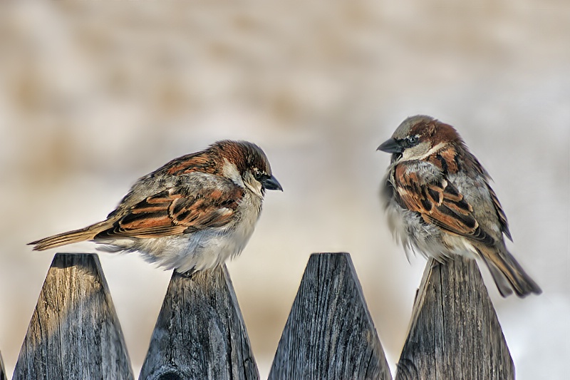 Backyard Neighbors