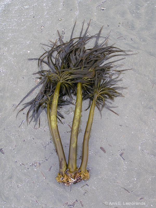 Palm Tree Kelp
