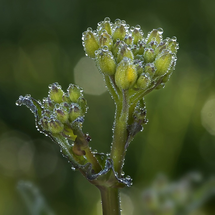 Dewy Dawn