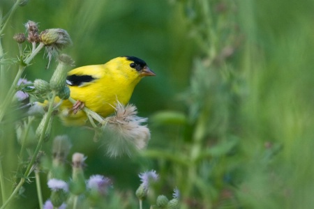 Goldfinch in Thistle