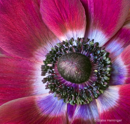 Poppy-Flowered Anemone
