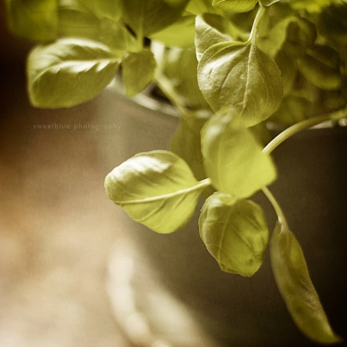 fresh herbs on my counter