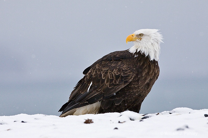 bald eagle 0004 - ID: 8194237 © William J. Pohley