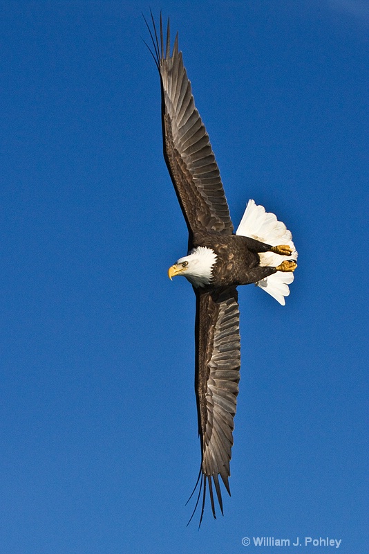 bald eagle 0095 - ID: 8194238 © William J. Pohley